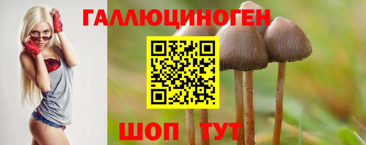 Гай  наркота  Вход с VPN  Псилоцибиновые грибы Cubensis 